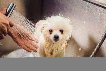 A small white dog is being bathed in a shower.
